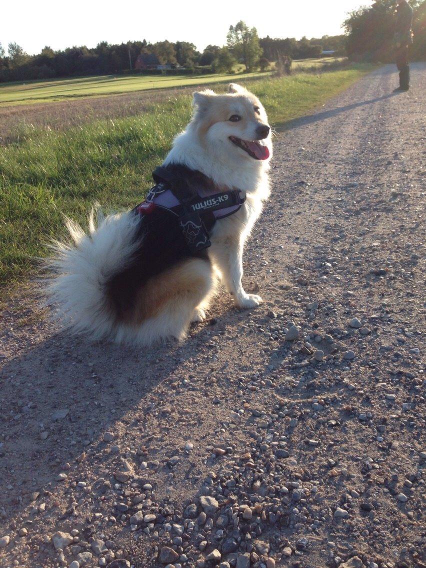 Islandsk fårehund Shiva billede 21
