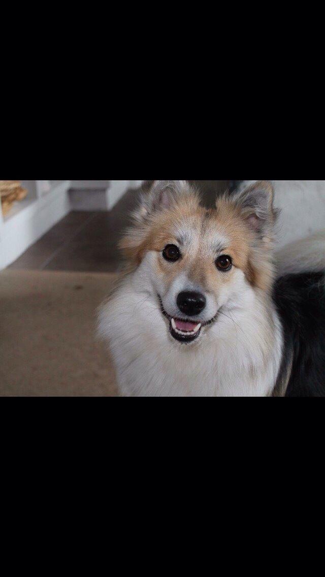 Islandsk fårehund Shiva billede 23