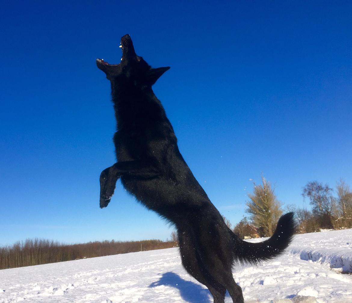 Schæferhund Nelly *AKA* Terroristen. billede 24