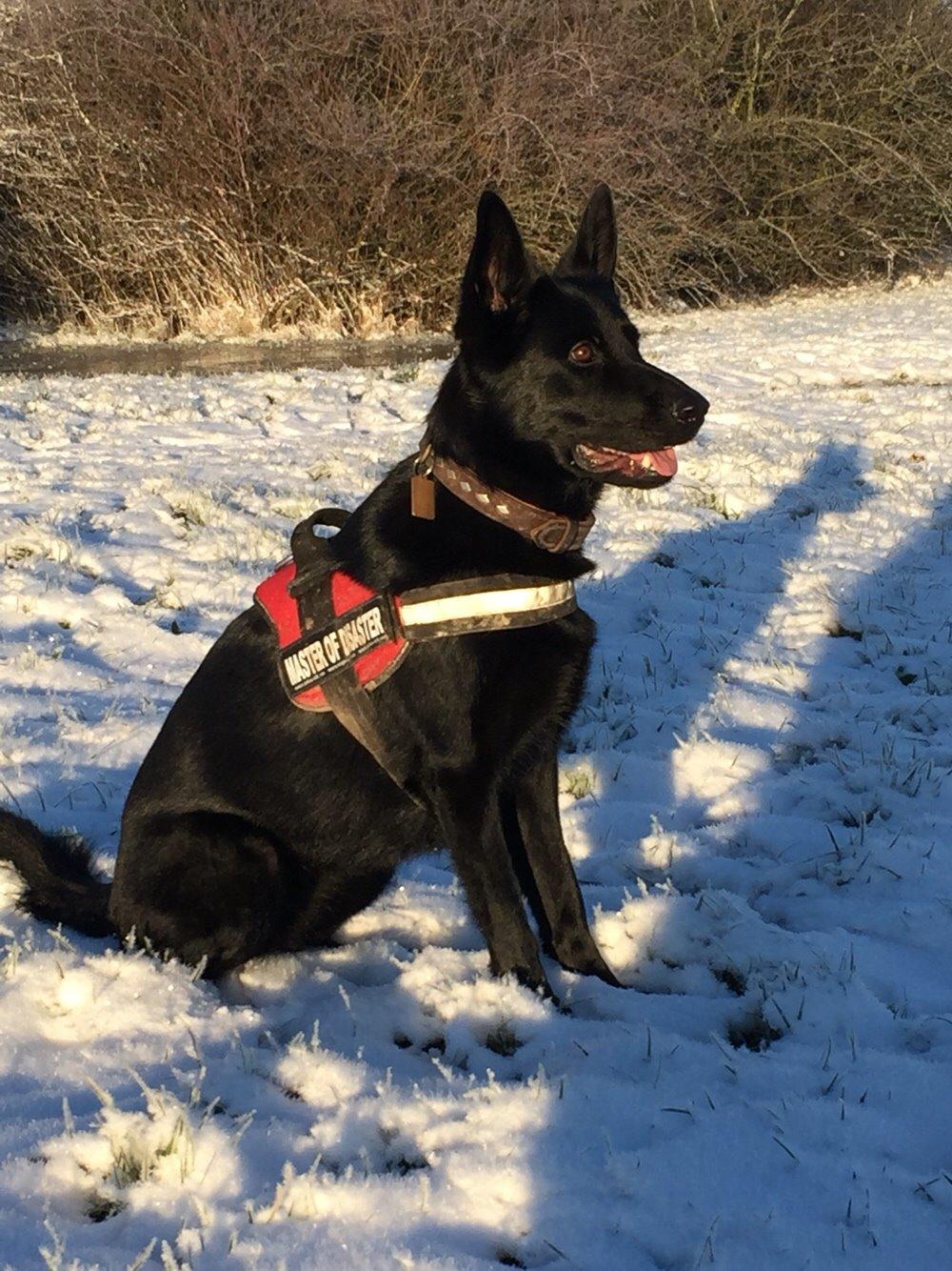 Schæferhund Nelly *AKA* Terroristen. billede 34