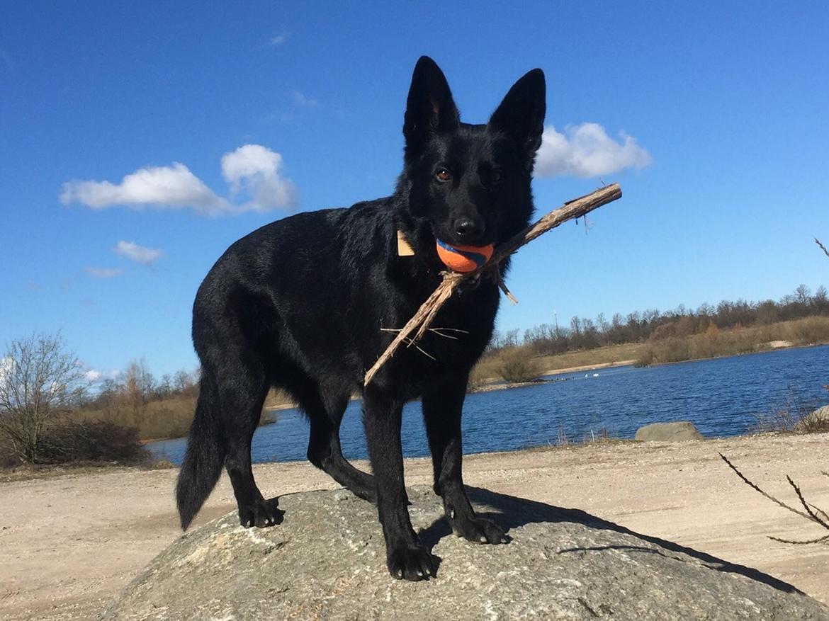 Schæferhund Nelly *AKA* Terroristen. billede 37