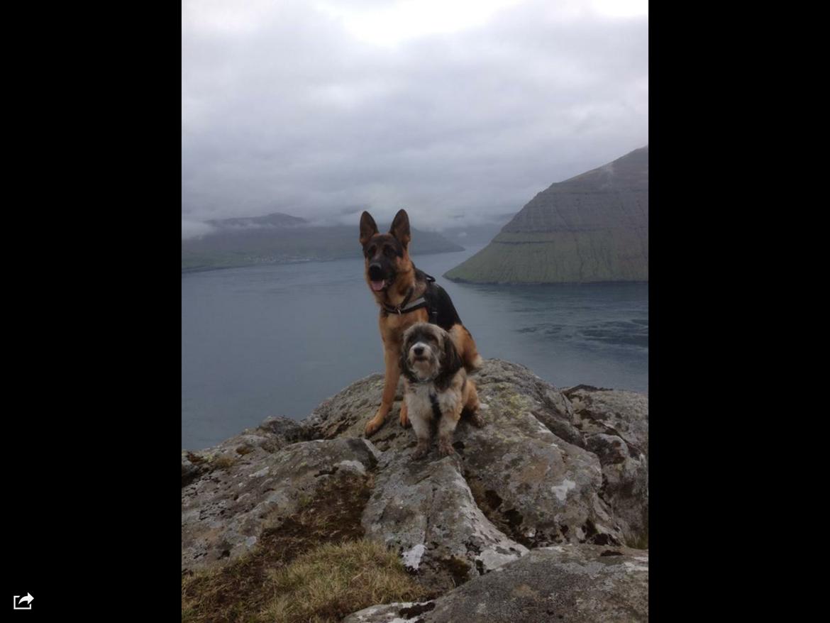 Schæferhund Roager's Onko Balto - Mine smukke hunde <3 billede 1