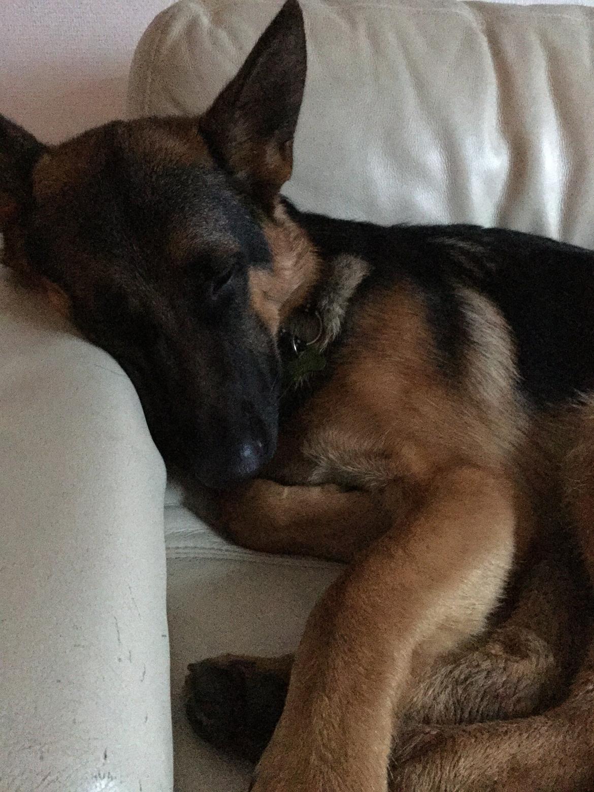 Schæferhund Roager's Onko Balto billede 2