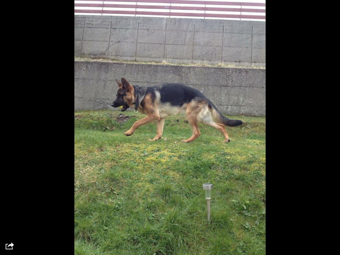 Schæferhund Roager's Onko Balto - han var meget tynd når jeg fik ham :( men heldigvis er det blivet betre  billede 4