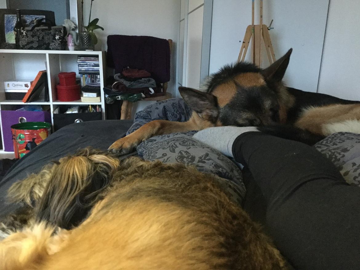 Schæferhund Roager's Onko Balto - Vi elsker at sove billede 5