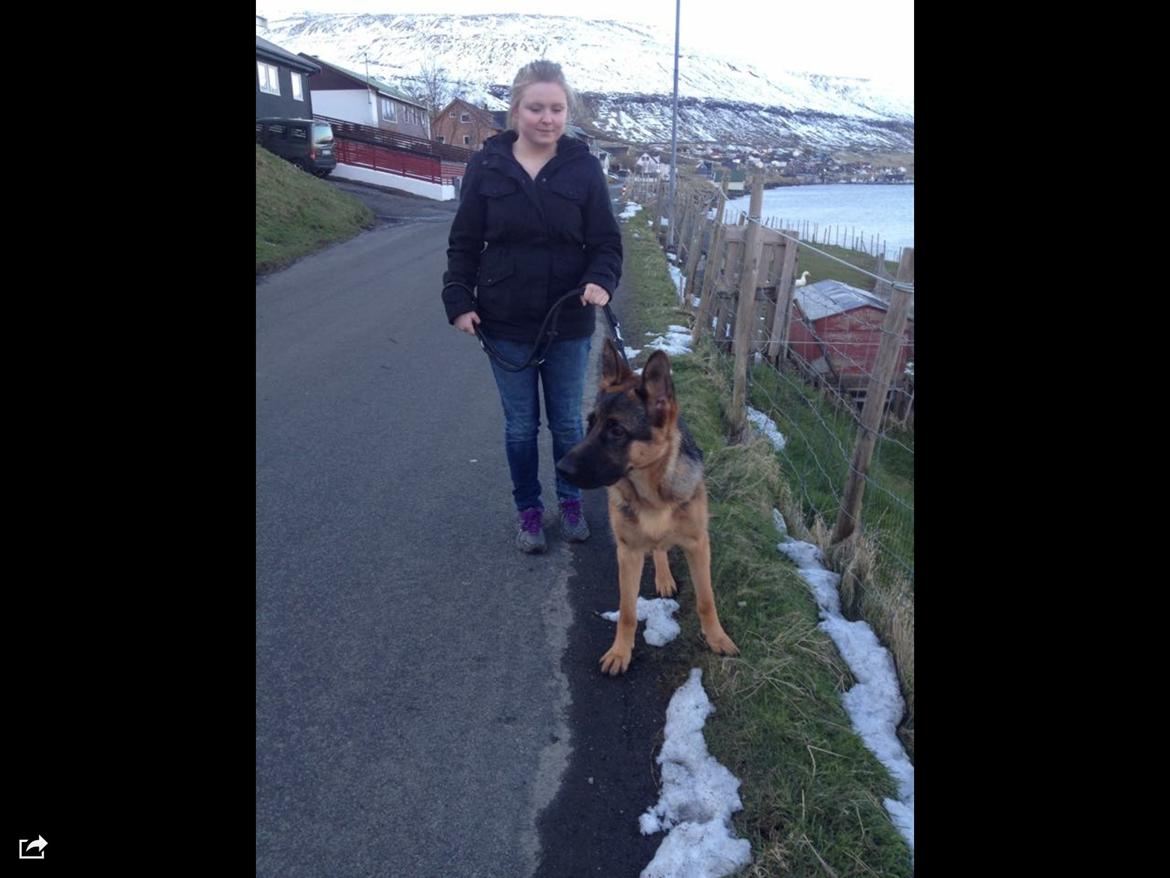 Schæferhund Roager's Onko Balto - Den dag jeg fik ham <3 billede 6