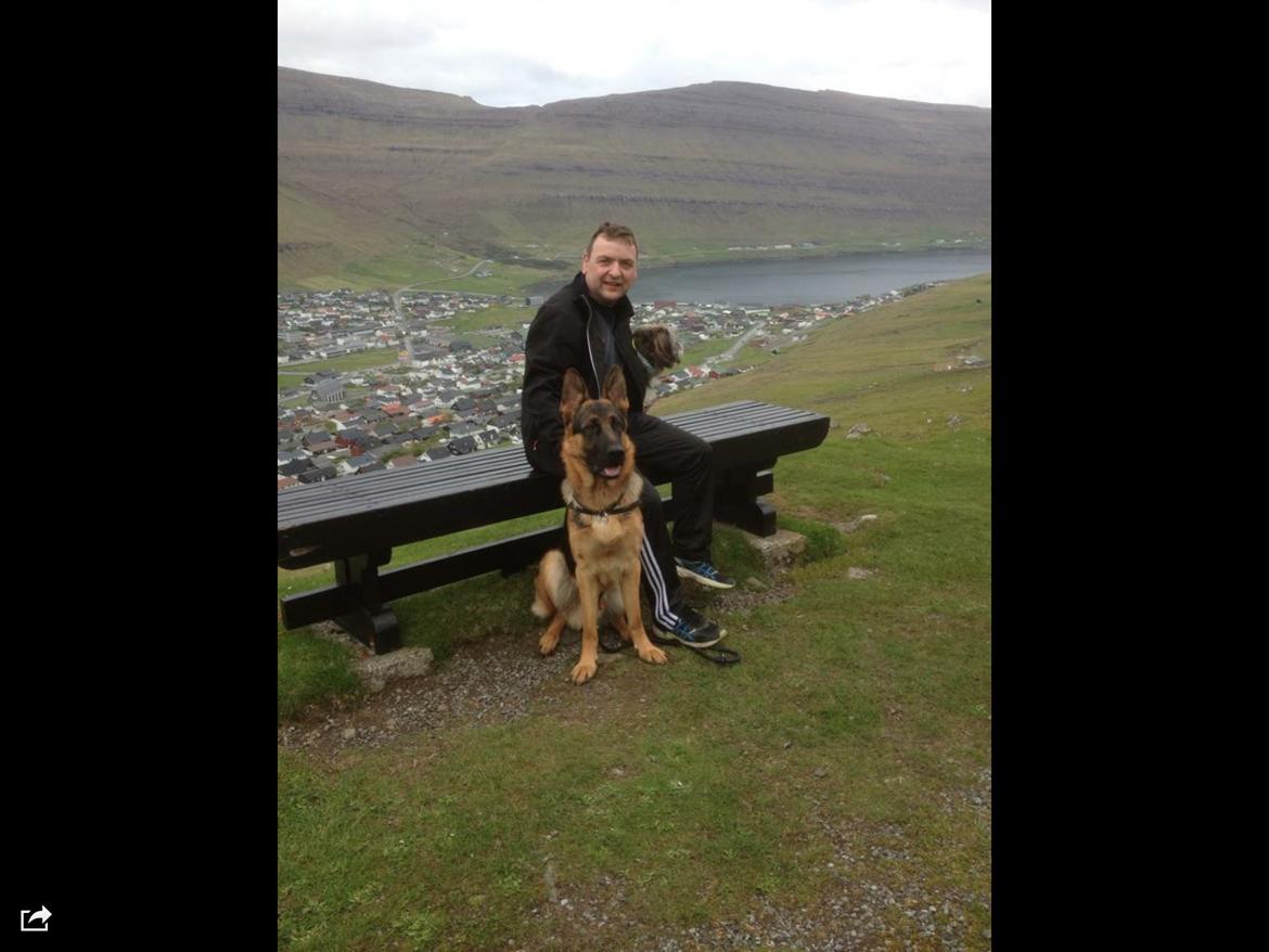 Schæferhund Roager's Onko Balto billede 7