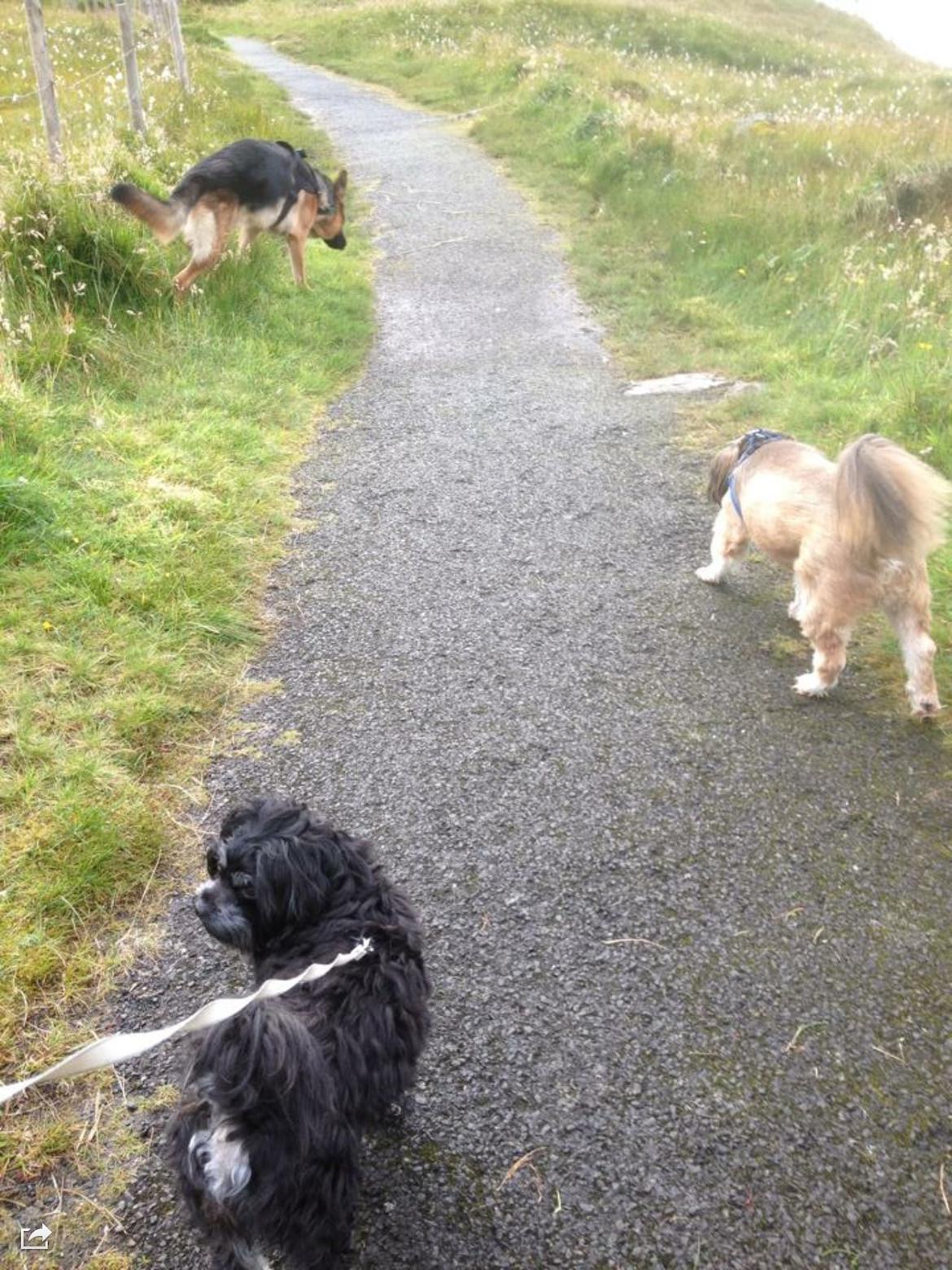 Schæferhund Roager's Onko Balto - påveg til en skov  billede 8