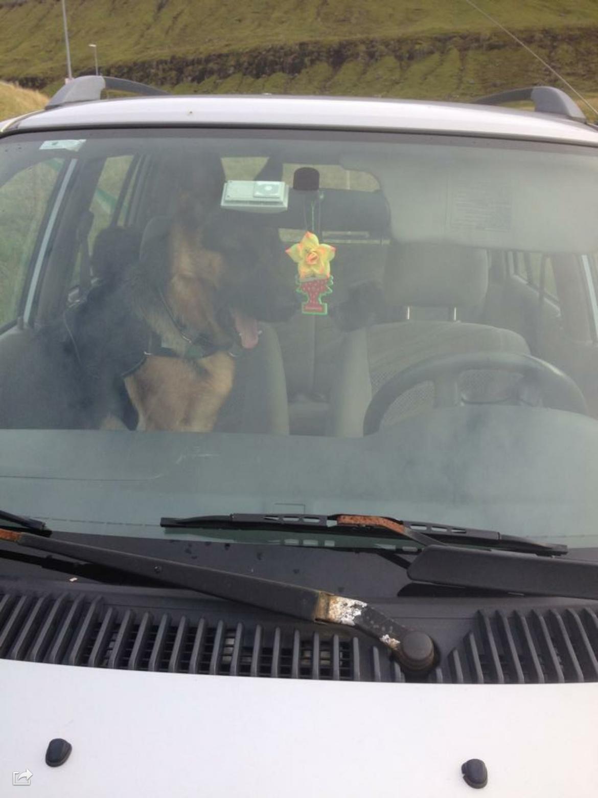 Schæferhund Roager's Onko Balto billede 9