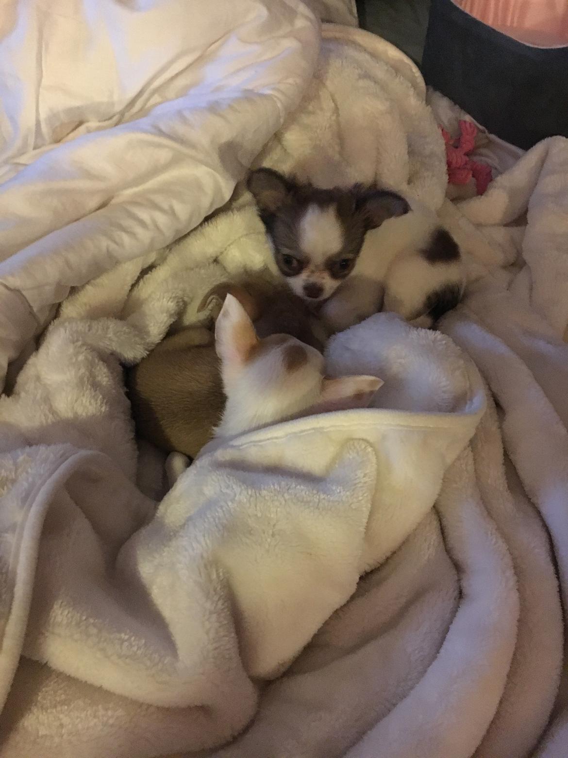 Chihuahua Gucci  billede 1