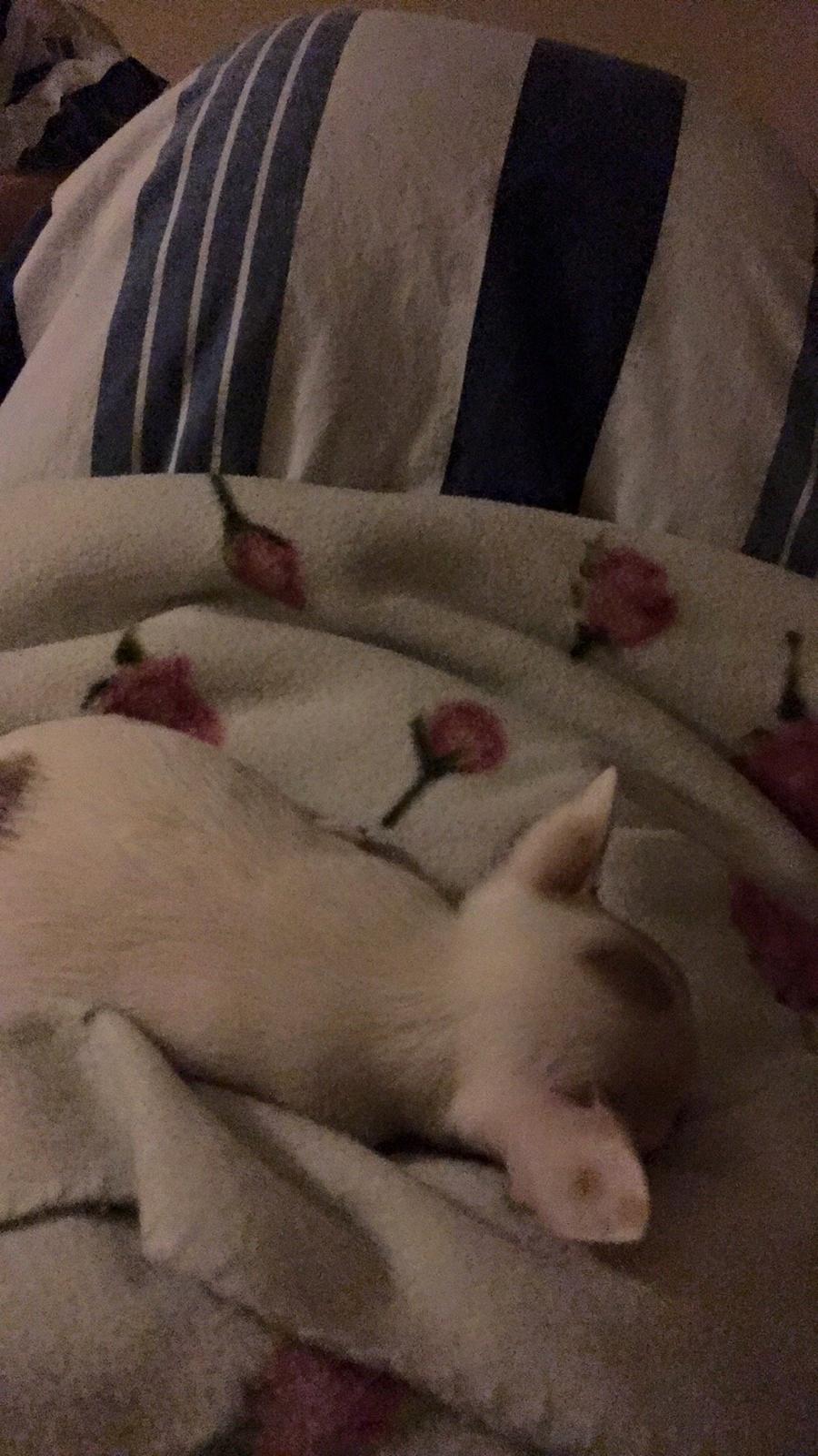 Chihuahua Gucci  billede 3