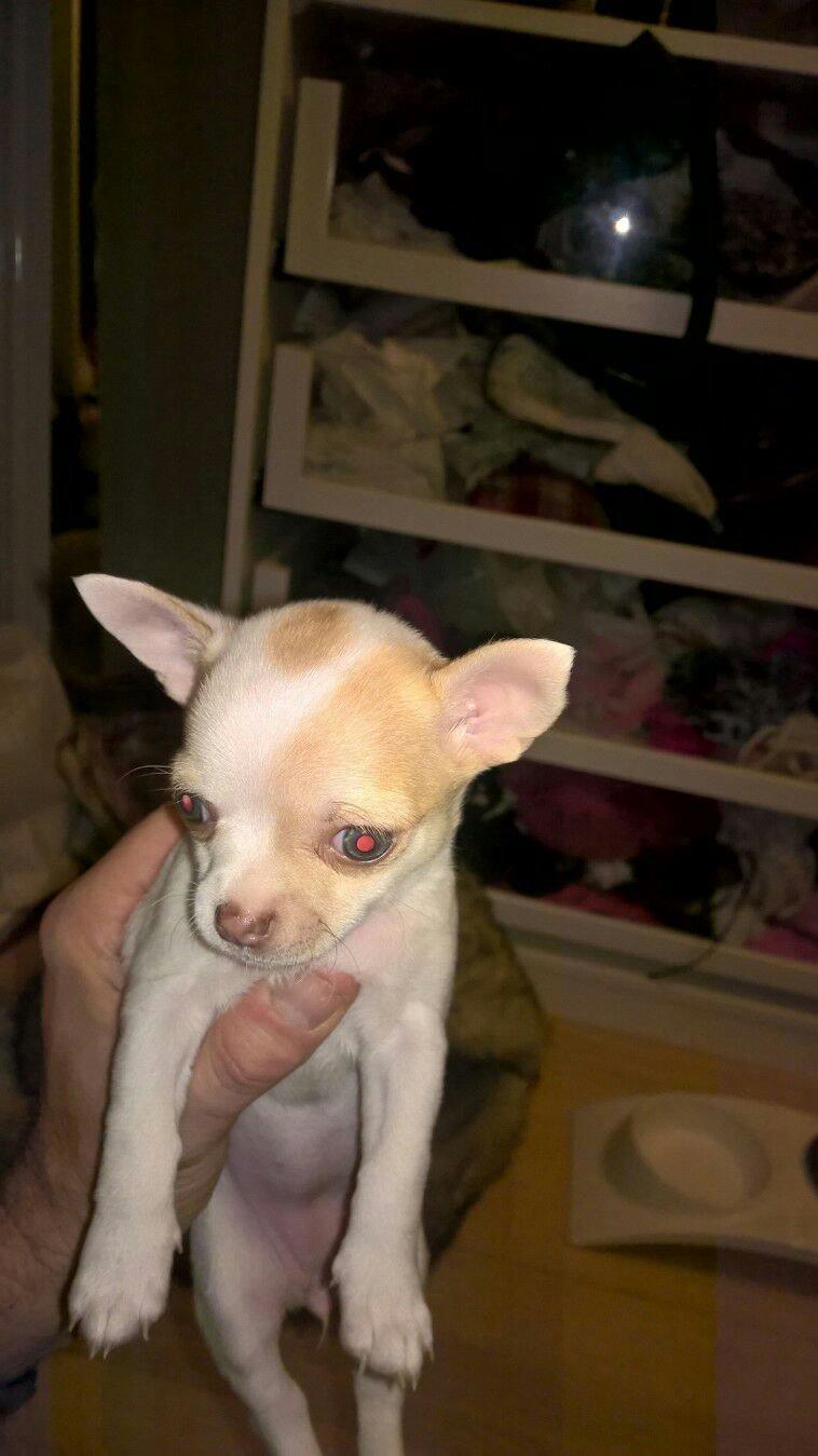 Chihuahua Gucci  billede 4