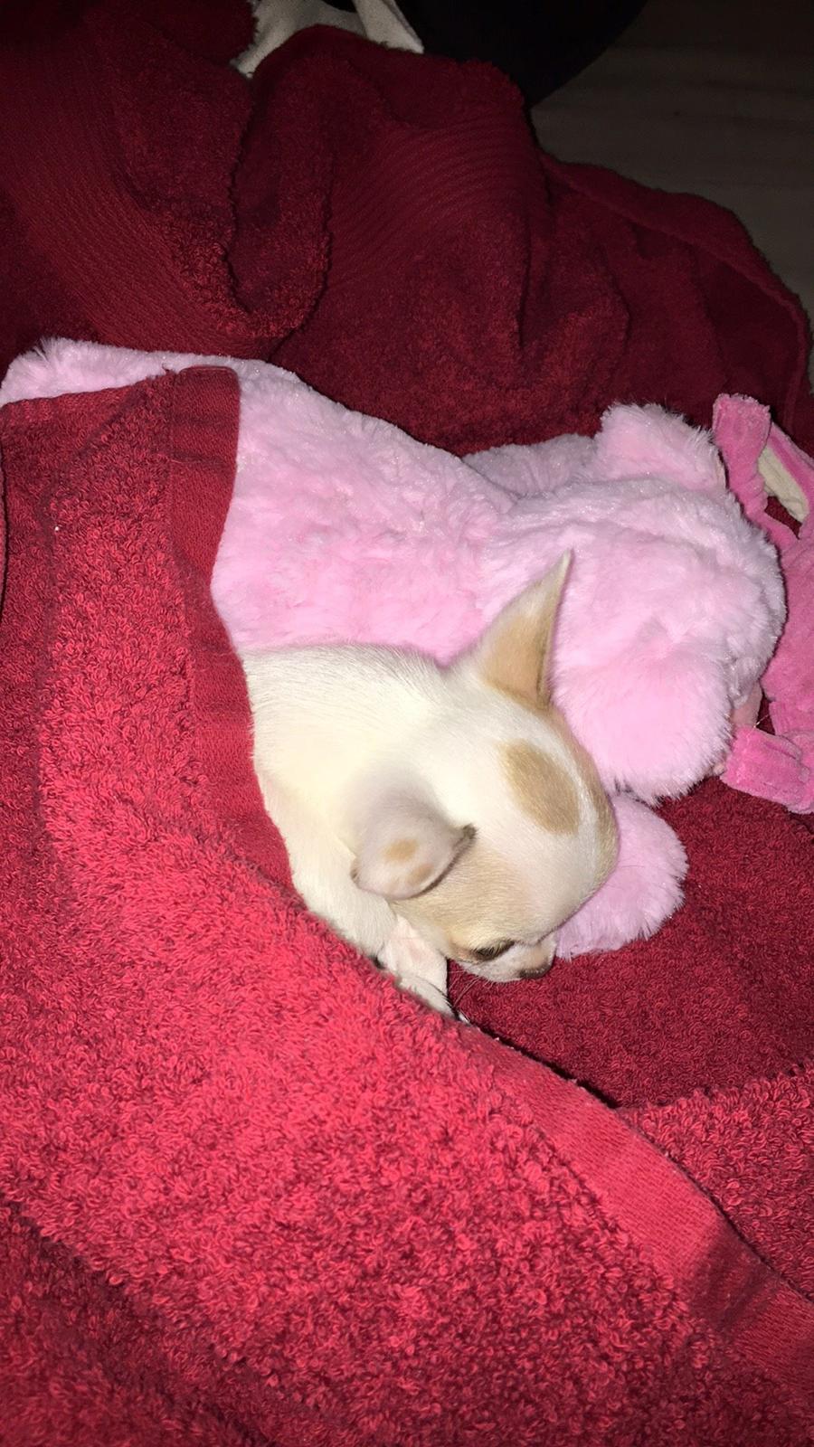 Chihuahua Gucci  billede 5