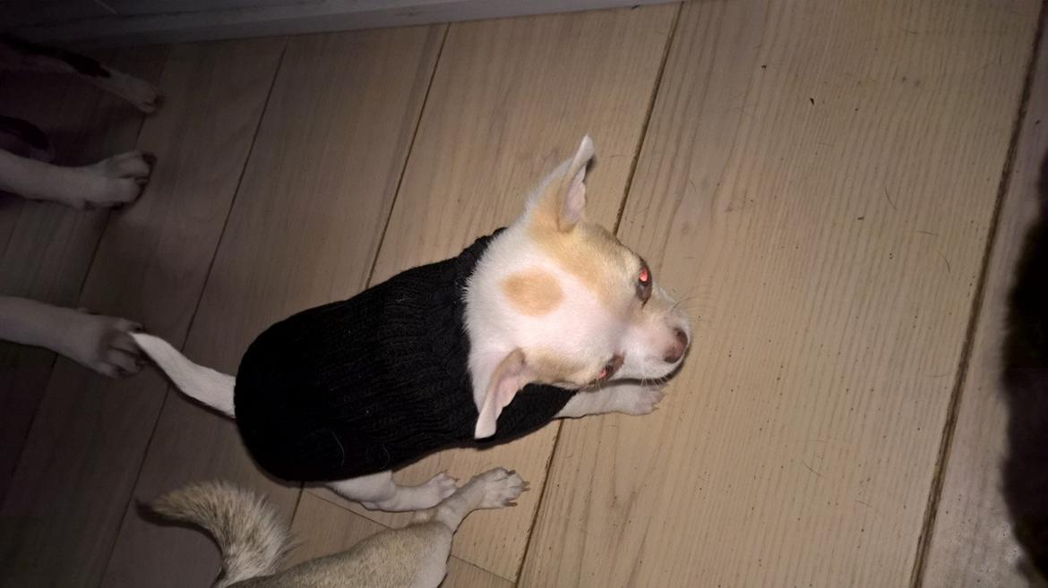 Chihuahua Gucci  billede 6
