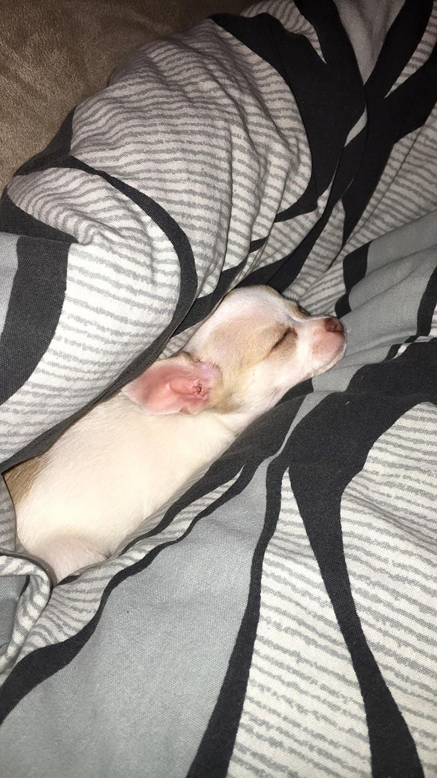 Chihuahua Gucci  billede 7