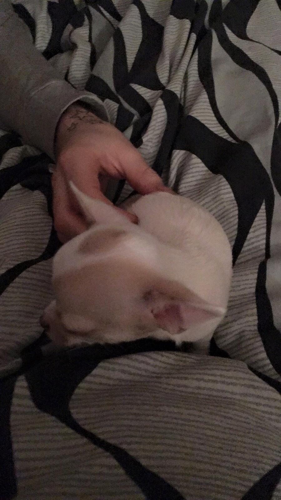 Chihuahua Gucci  billede 2