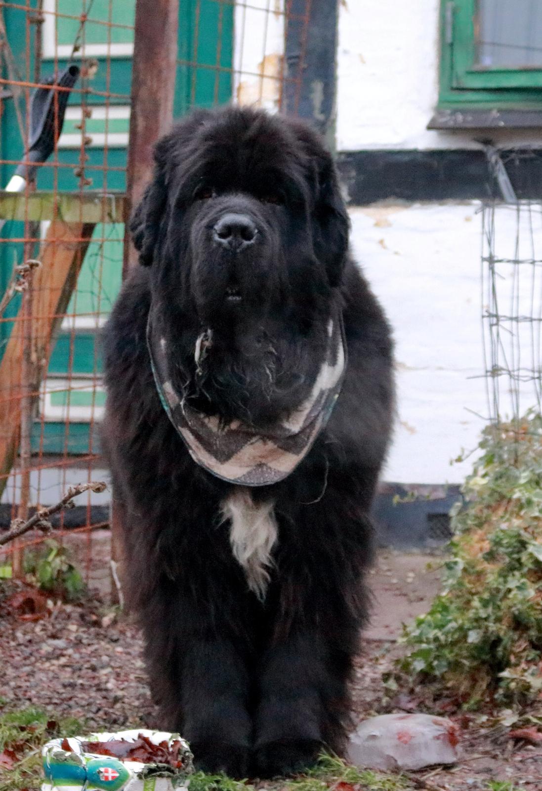 Newfoundlænder La Bella´s Youngster billede 5