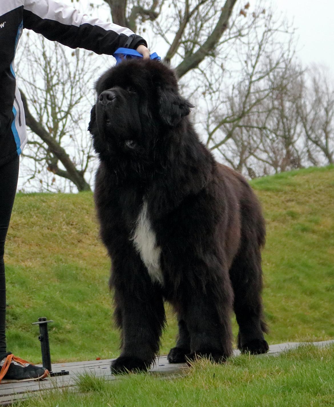 Newfoundlænder La Bella´s Youngster billede 3