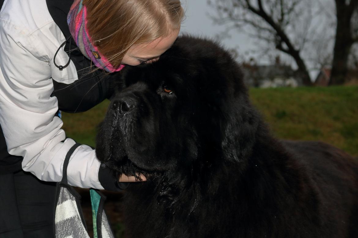 Newfoundlænder La Bella´s Youngster billede 4