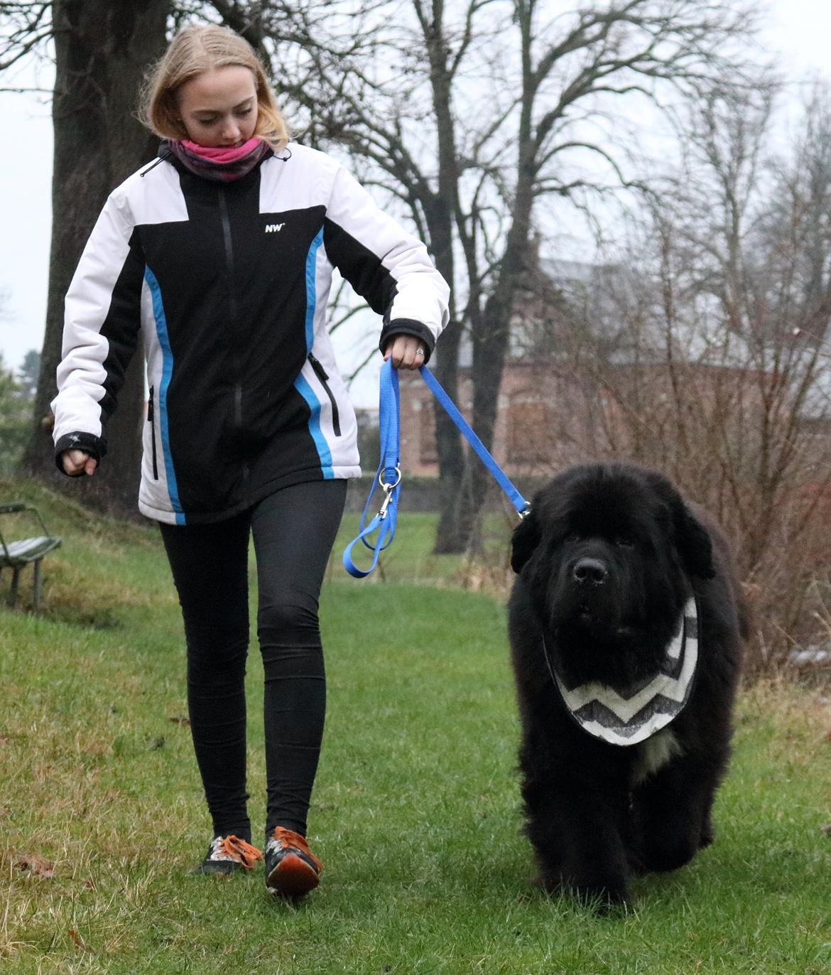 Newfoundlænder La Bella´s Youngster billede 9