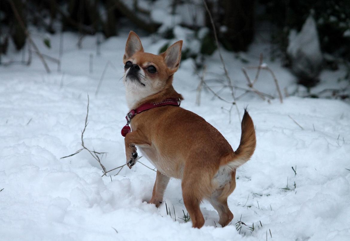 Chihuahua Chihuanas Flush of Hearts - Momo - 14.01.2016 billede 49