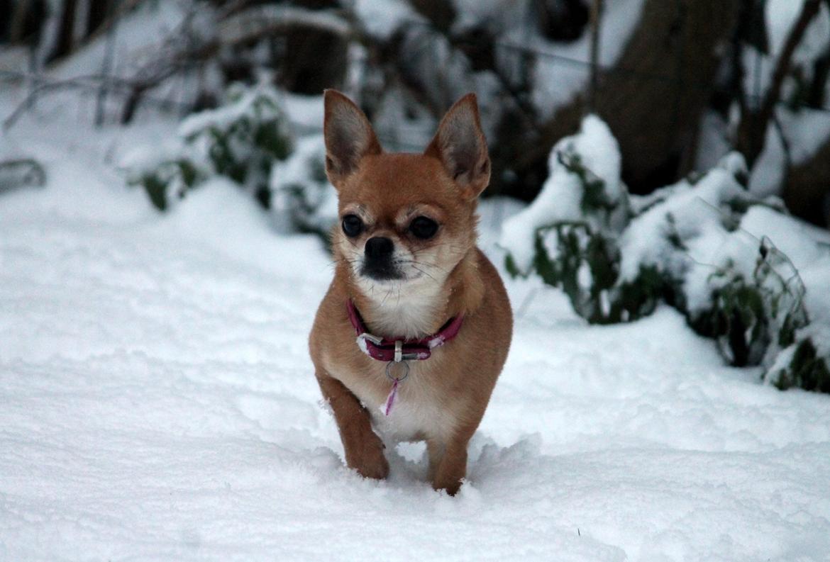 Chihuahua Chihuanas Flush of Hearts - Momo - 14.01.2016 billede 15