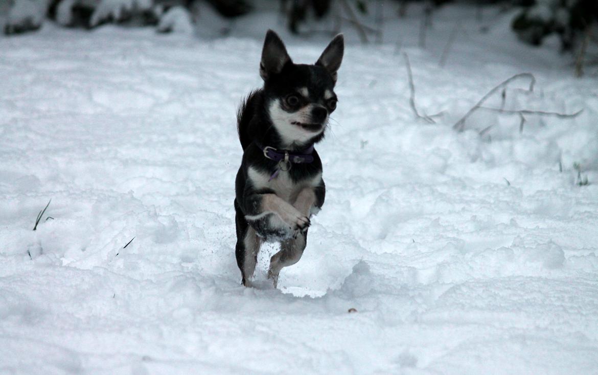 Chihuahua Chihuanas Blueberry Yum Yum - Evee - 14.01.2016 billede 28