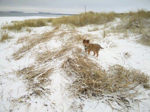 Shetland sheepdog Canto billede 26