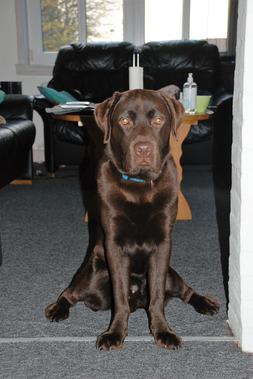 Labrador retriever Knuma Jikke Junior  billede 12