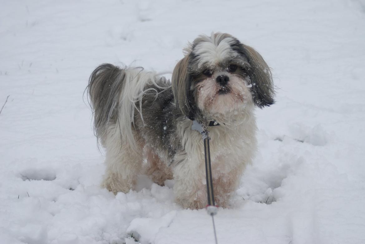 Lhasa apso Tucker billede 47