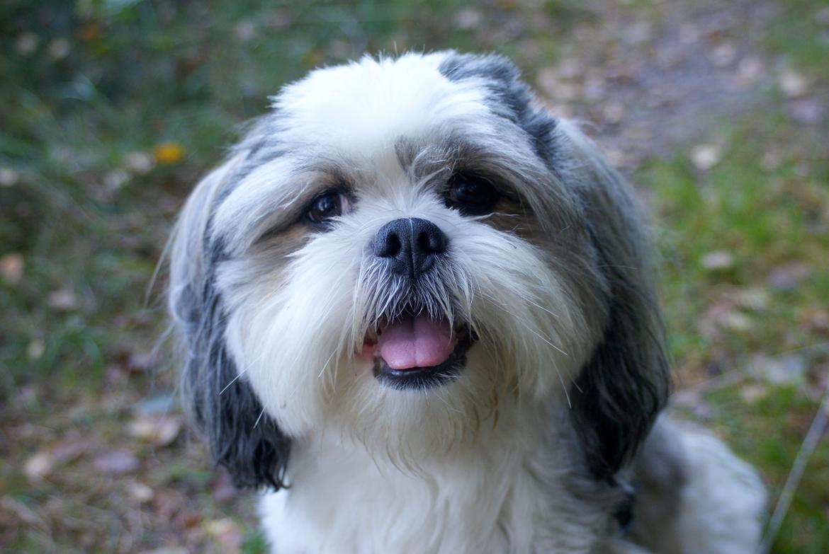 Lhasa apso Tucker billede 45