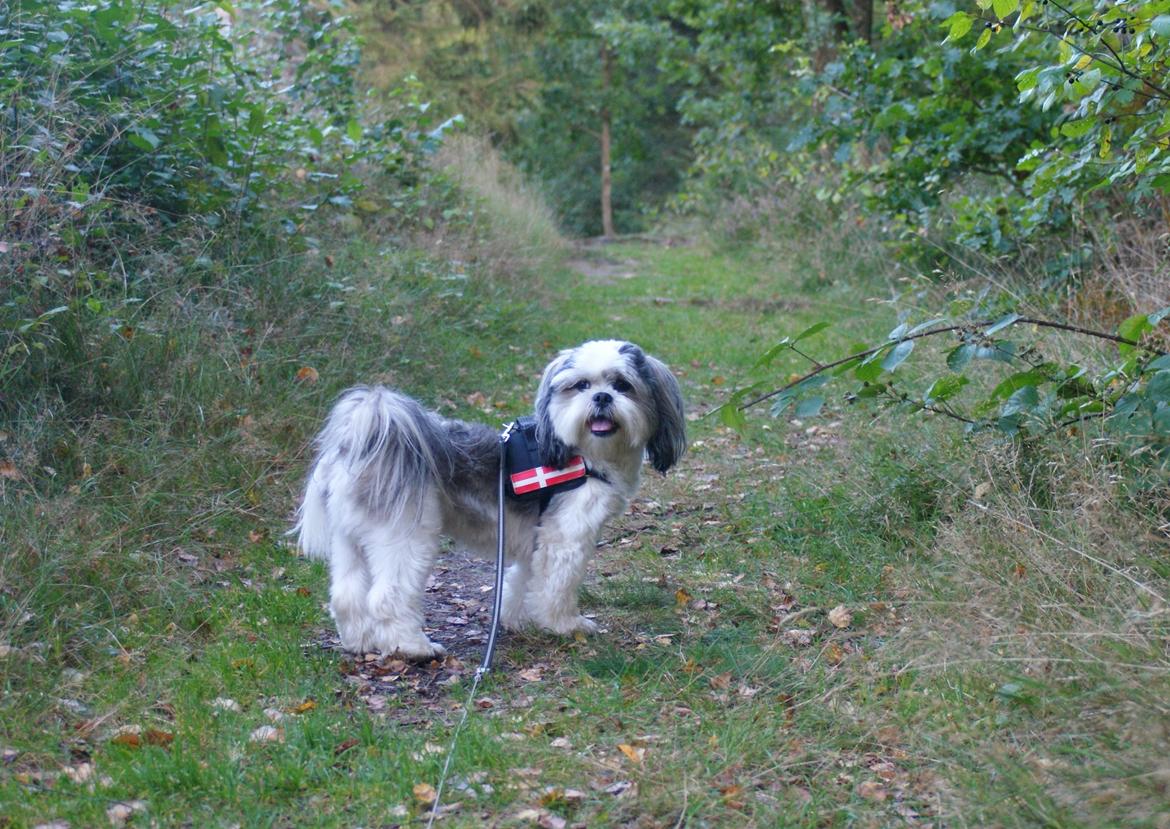 Lhasa apso Tucker billede 50