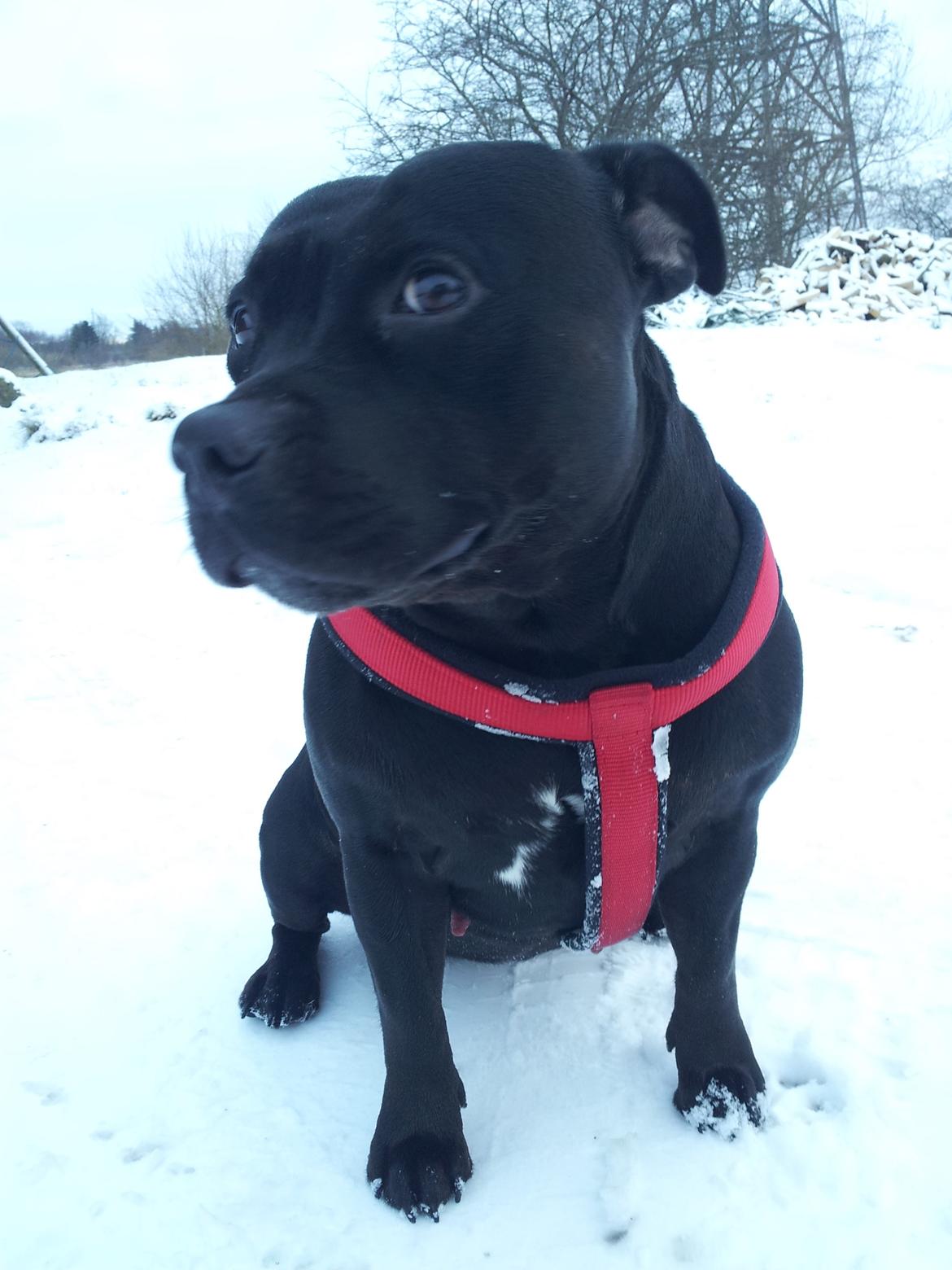 Staffordshire bull terrier Gucci. billede 36