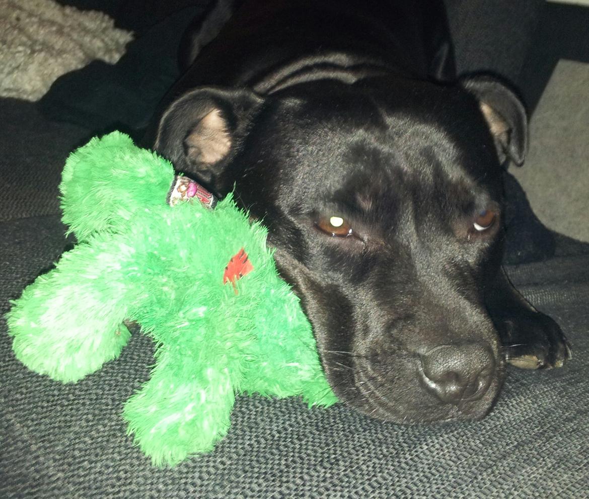 Staffordshire bull terrier Gucci. billede 37