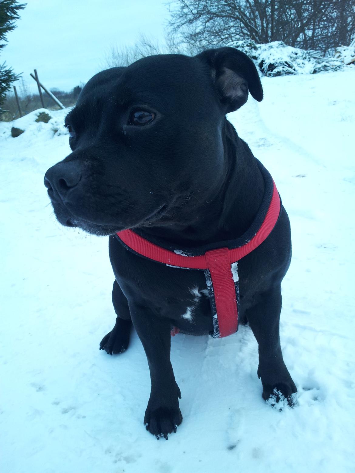 Staffordshire bull terrier Gucci. billede 38