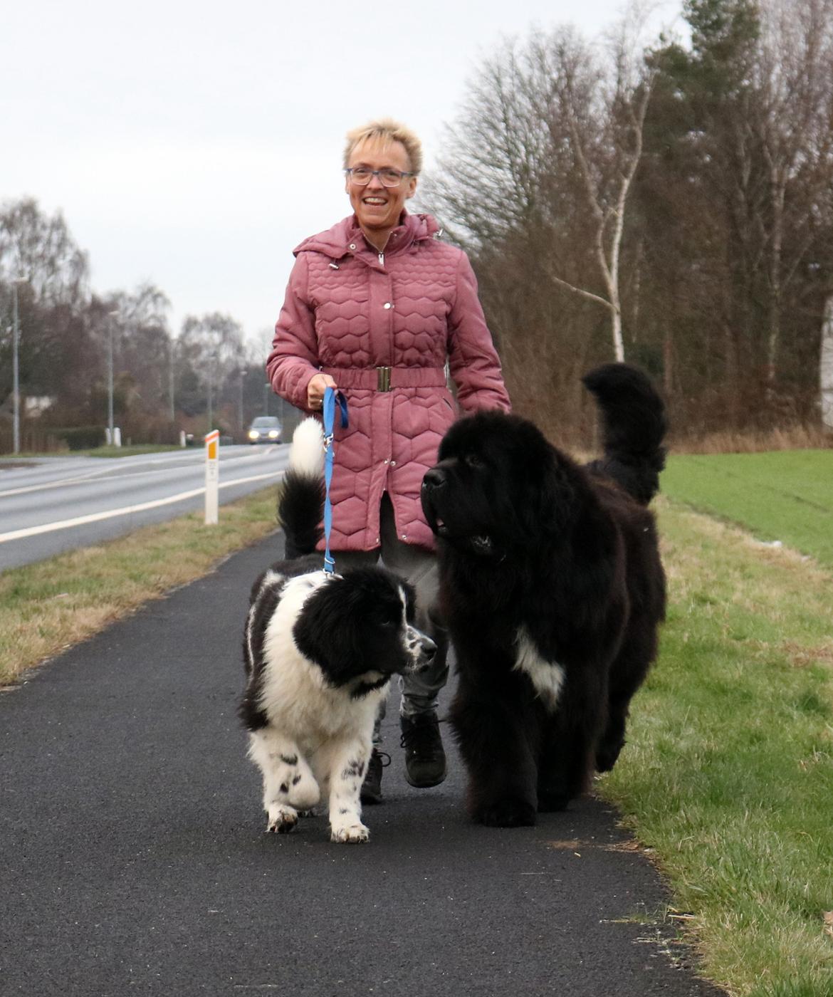 Newfoundlænder La Bella´s Youngster billede 10