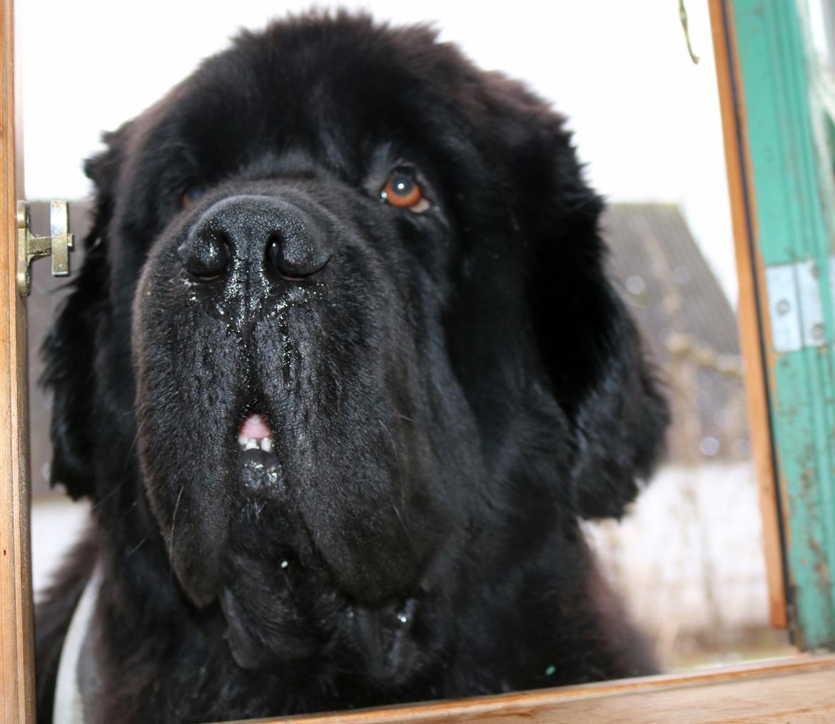 Newfoundlænder La Bella´s Youngster billede 11