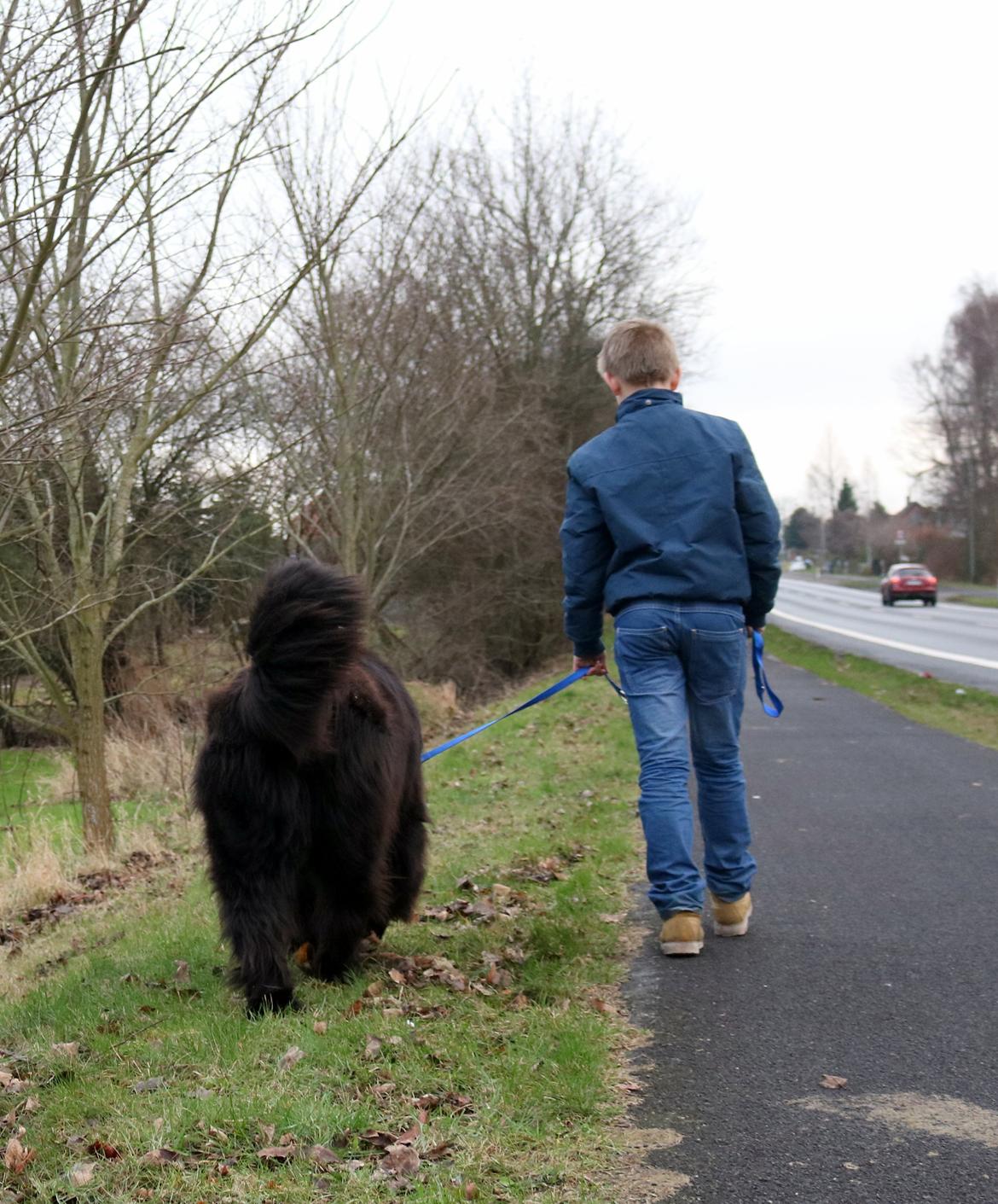 Newfoundlænder La Bella´s Youngster billede 12