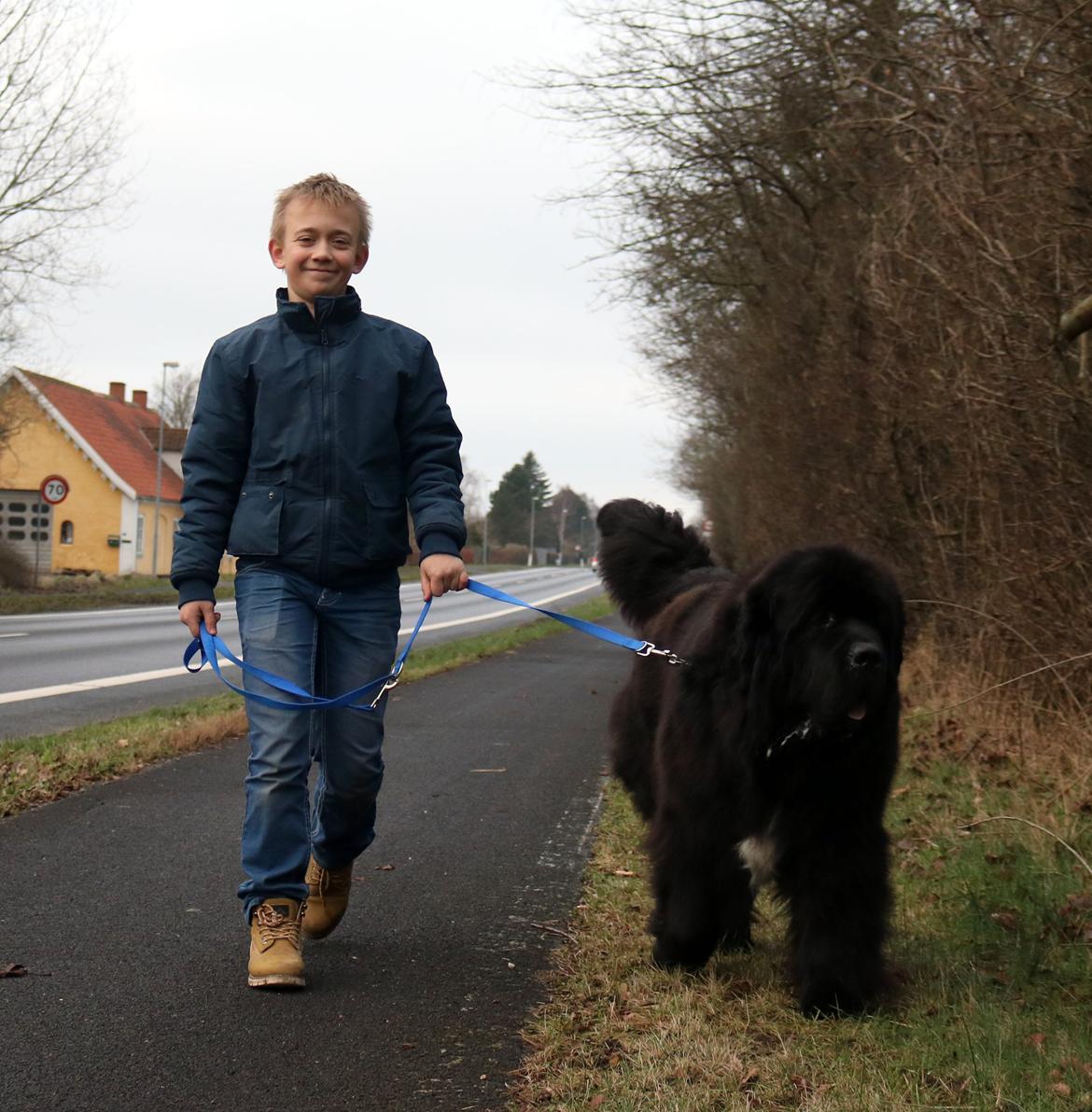 Newfoundlænder La Bella´s Youngster billede 13