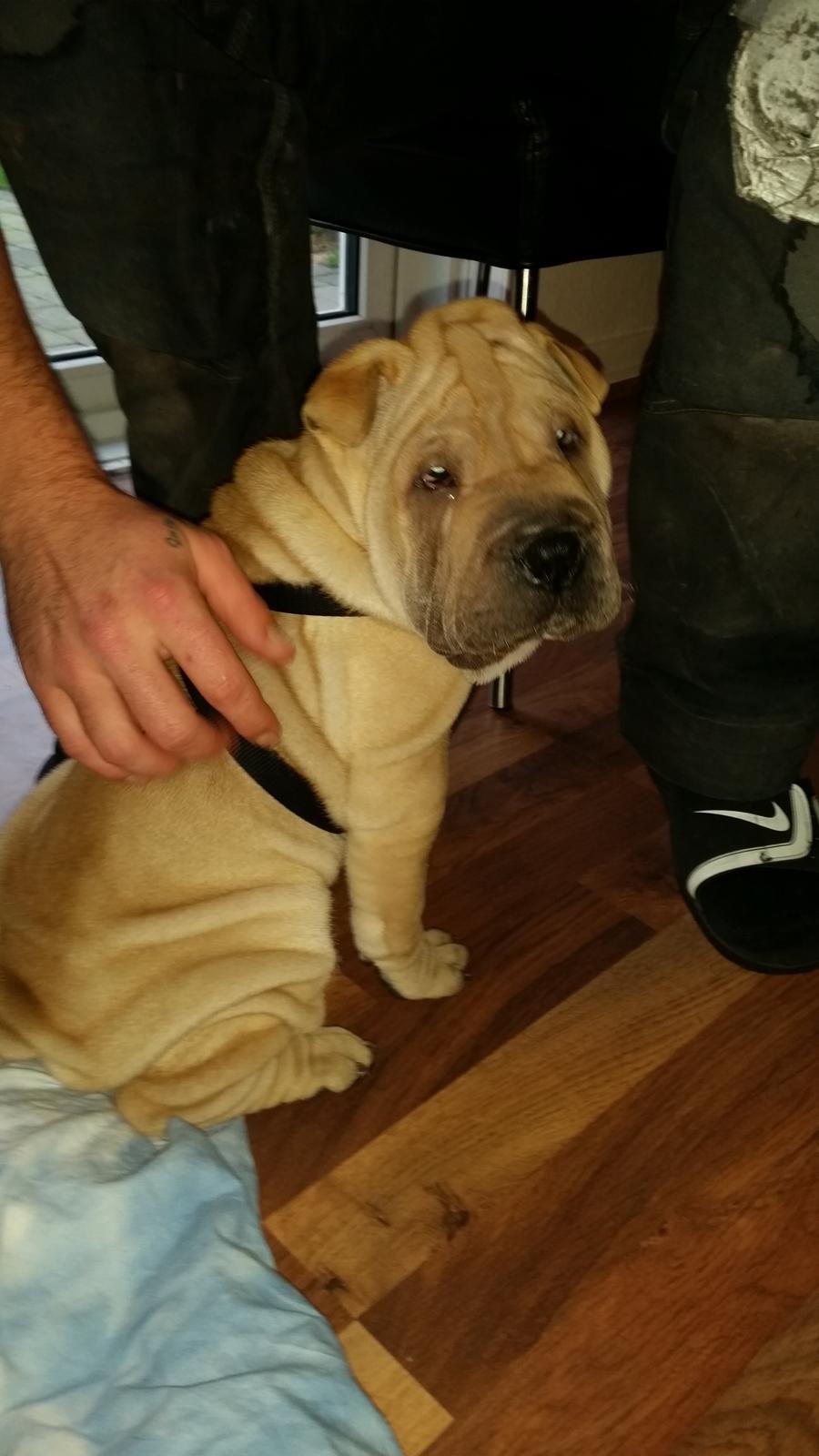 Shar pei Raffy - Lige da han kom hjem ❤ billede 1
