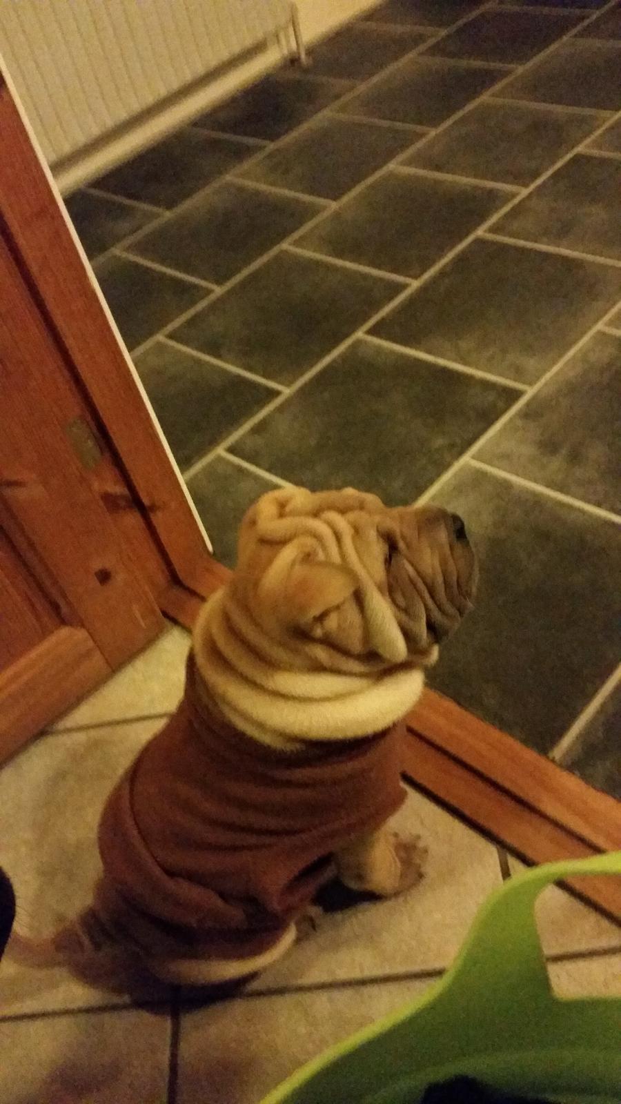 Shar pei Raffy billede 2