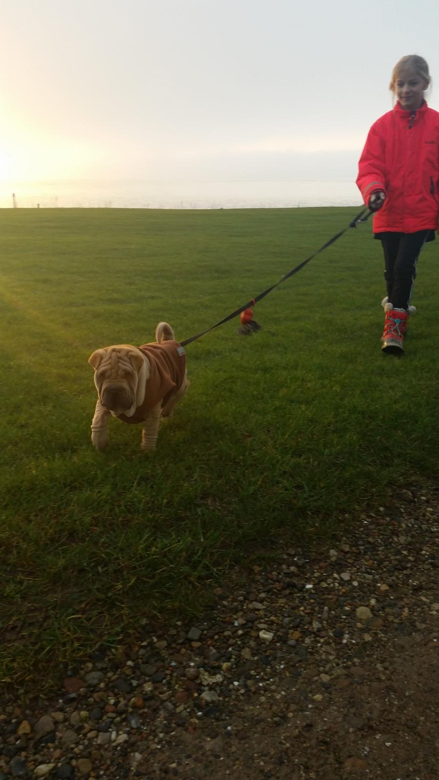 Shar pei Raffy billede 3