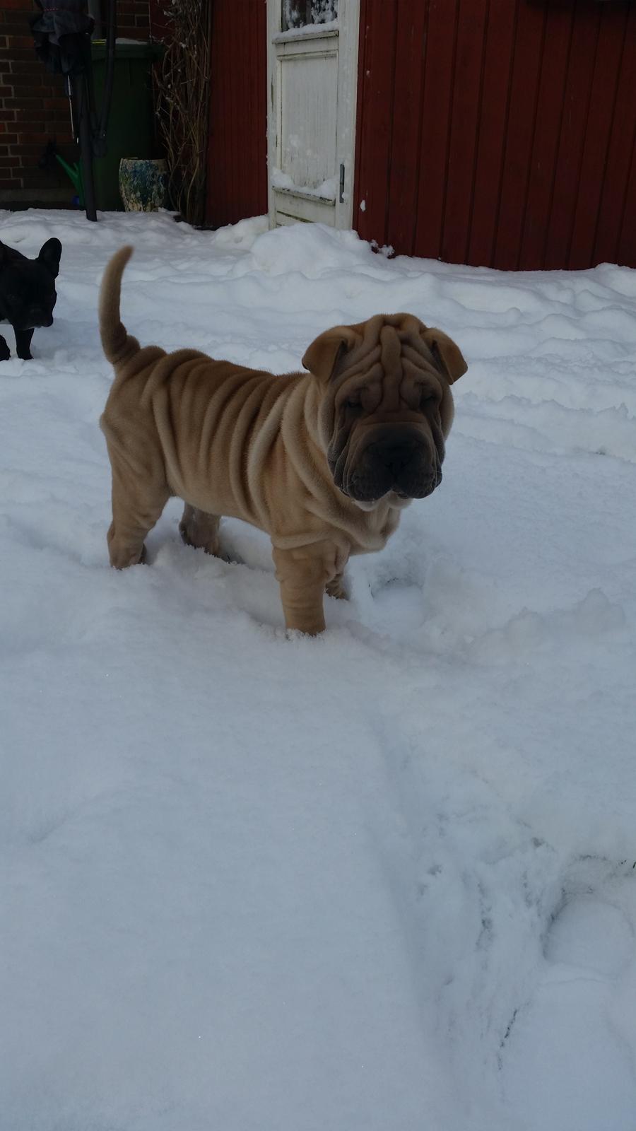 Shar pei Raffy - Så oplevede han sne for første gang billede 4