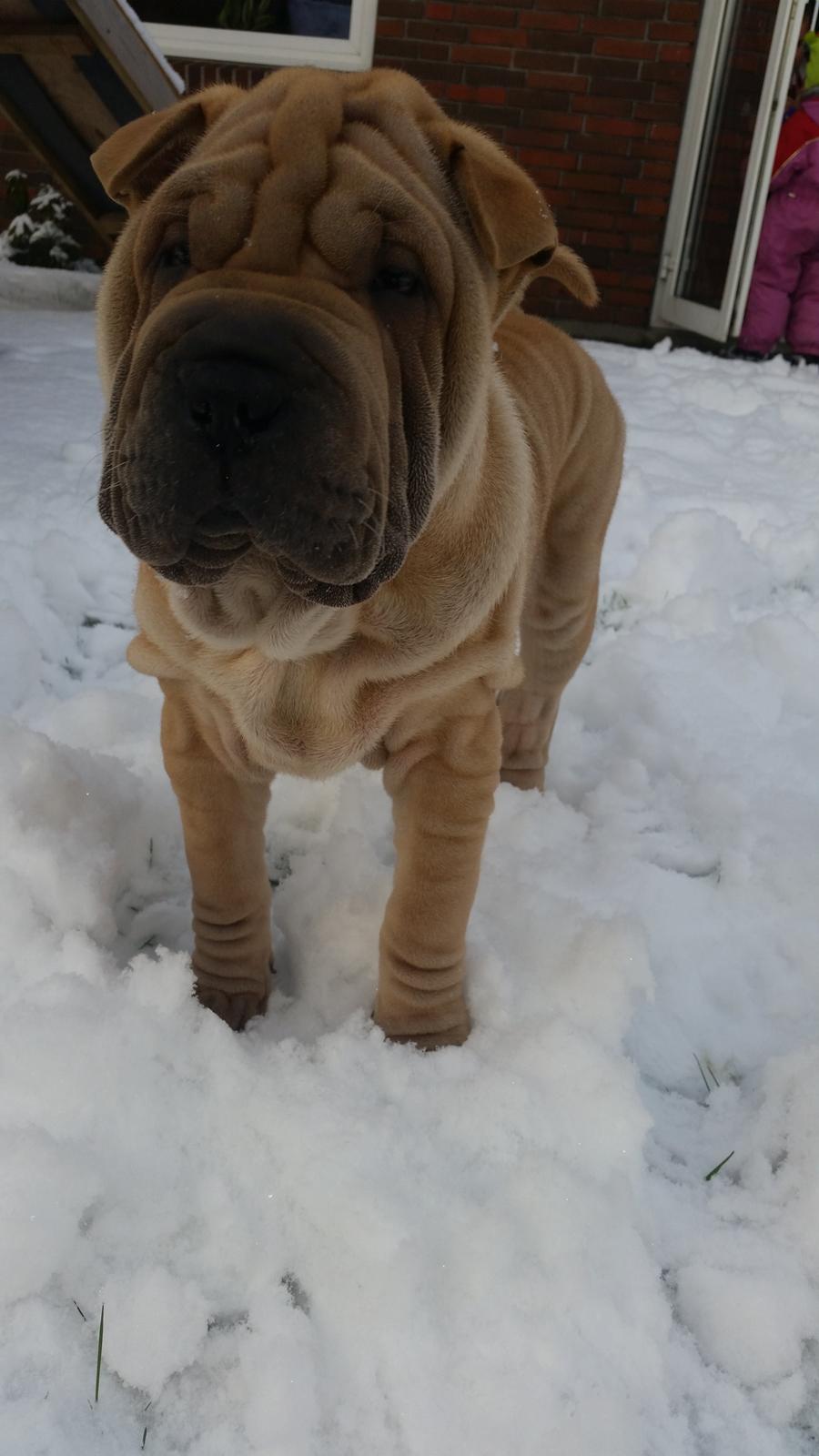 Shar pei Raffy billede 5