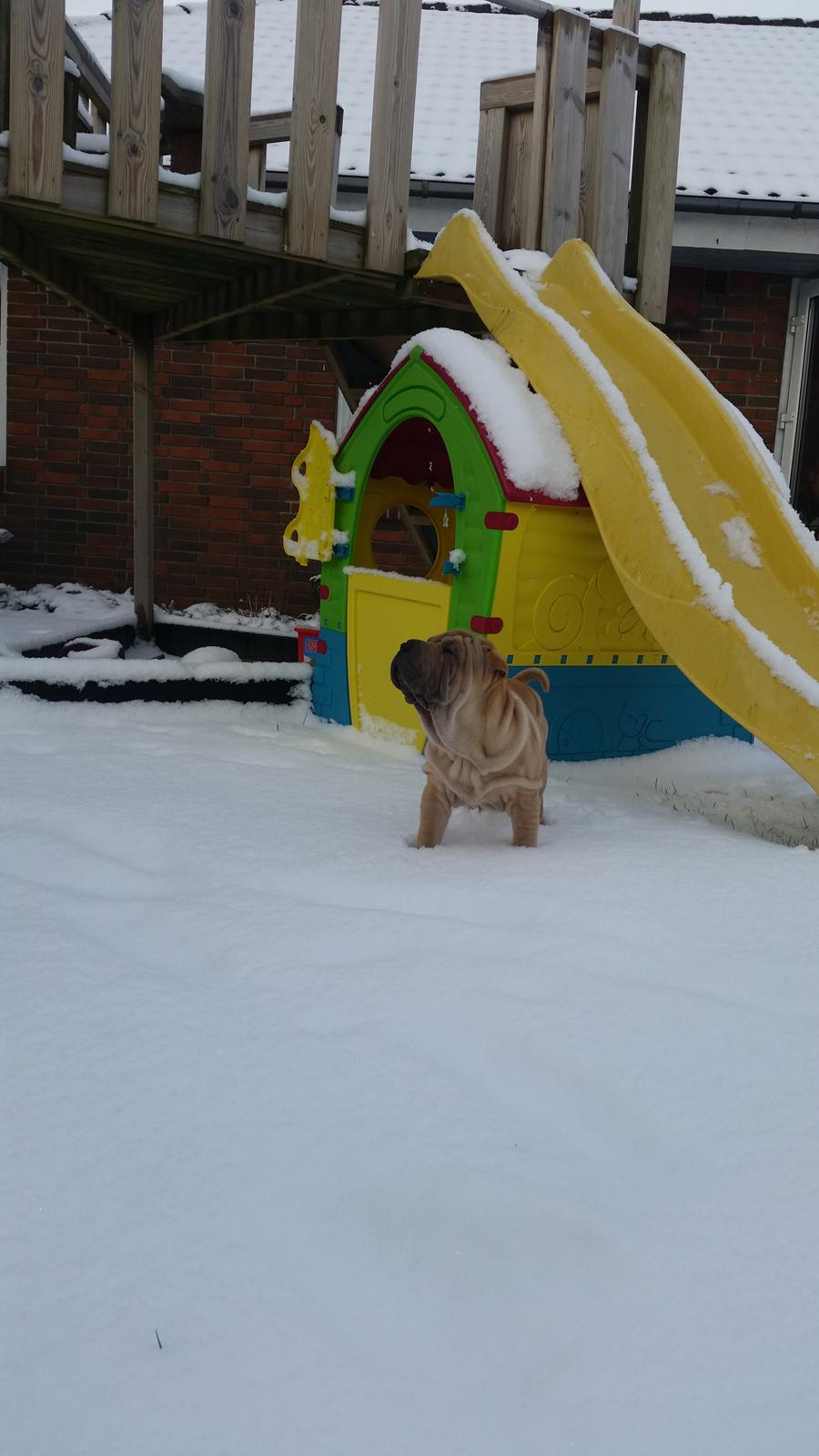 Shar pei Raffy billede 6