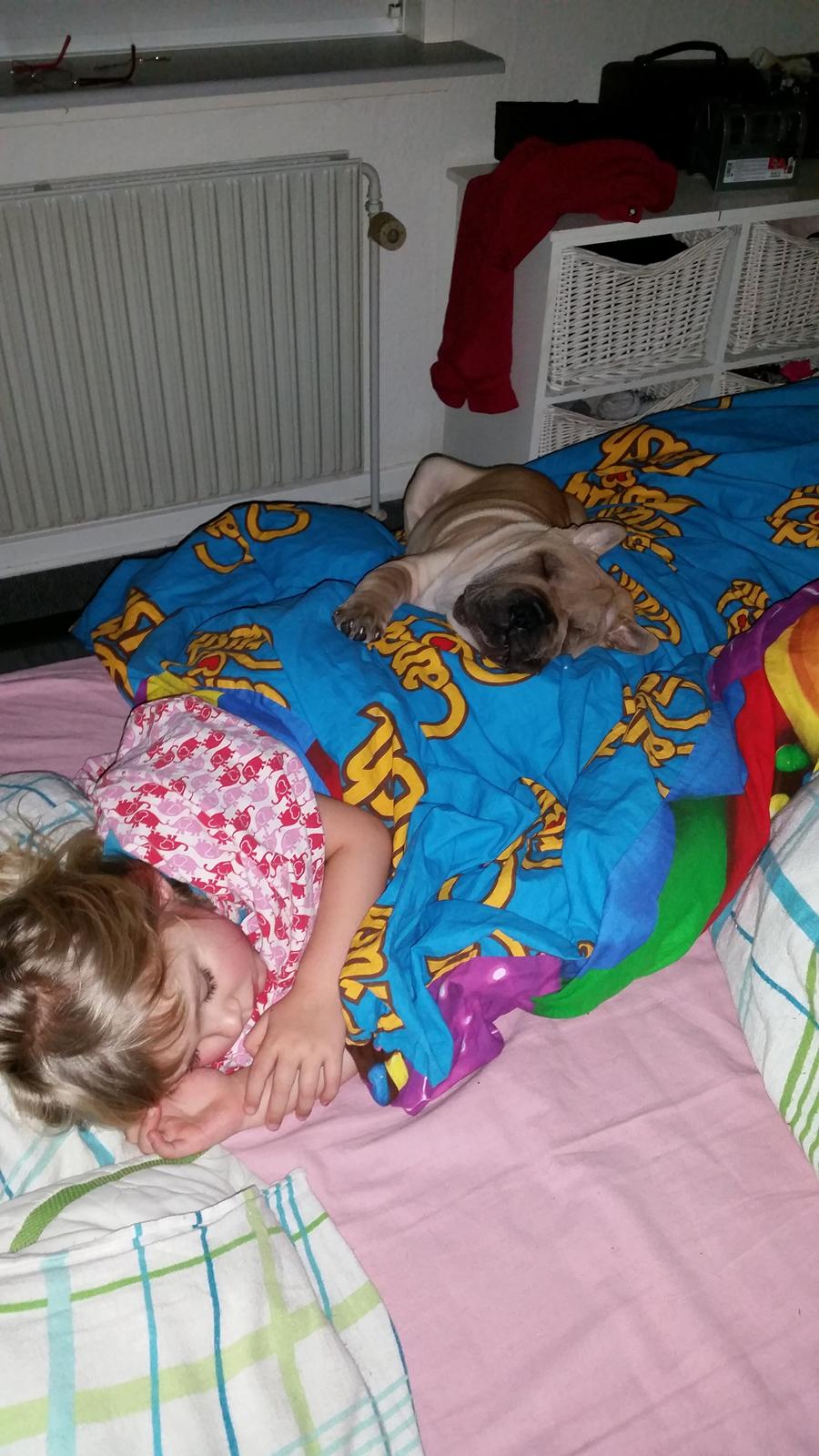 Shar pei Raffy - Så dejlig at putte sammen 😊💕 billede 7