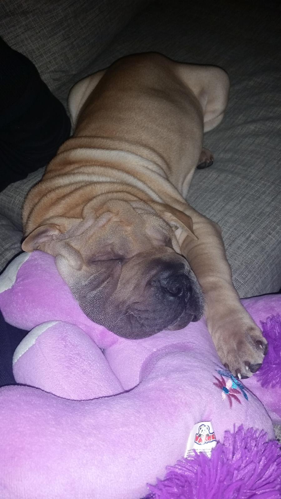 Shar pei Raffy billede 8