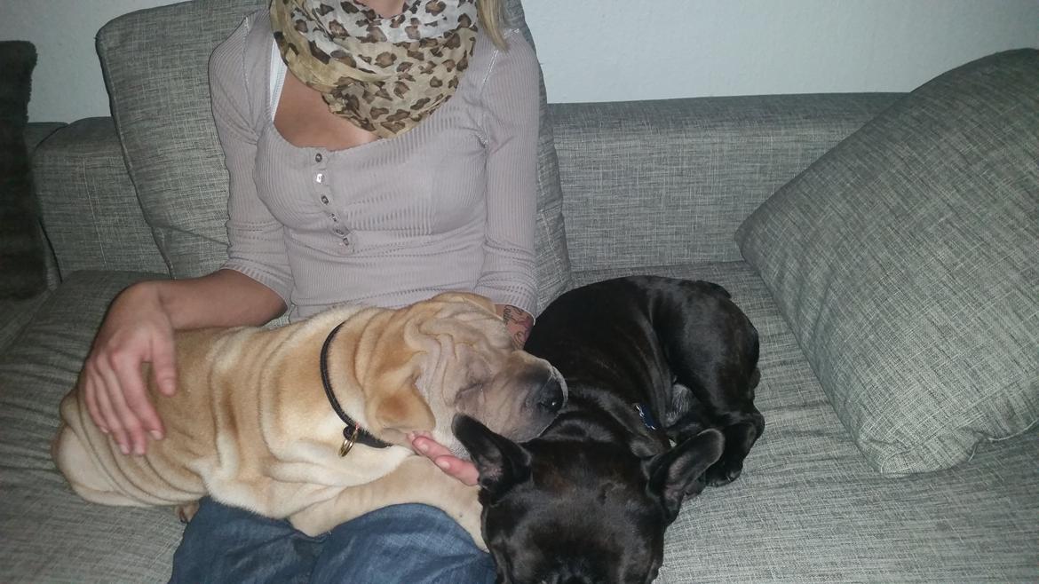 Shar pei Raffy billede 9