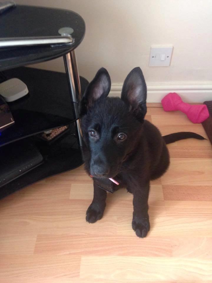 Schæferhund Bella billede 2