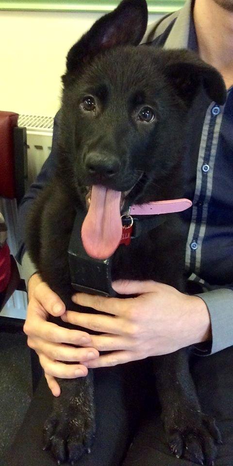 Schæferhund Bella billede 4